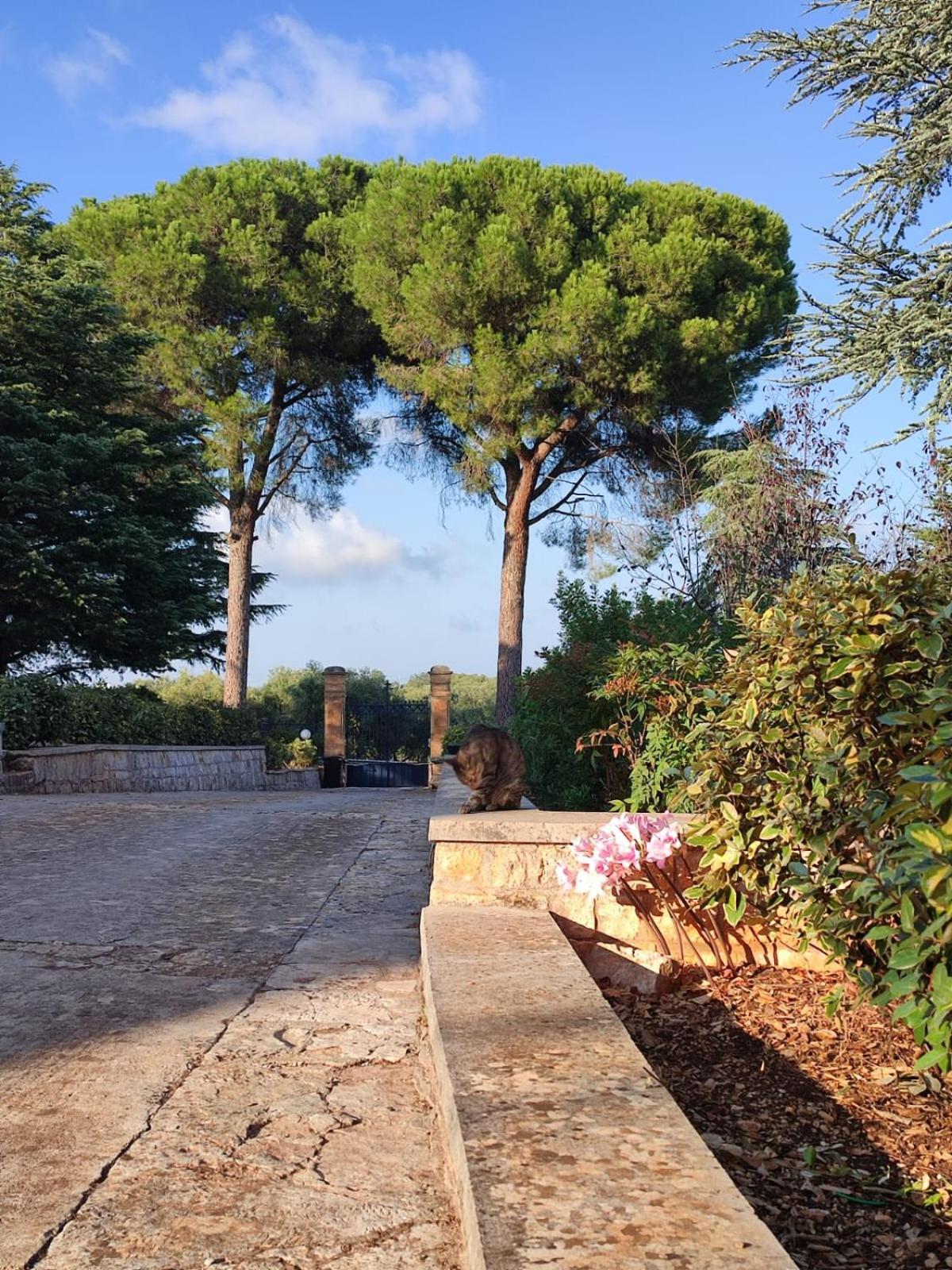 Villa Ostuni Monopoli Εξωτερικό φωτογραφία